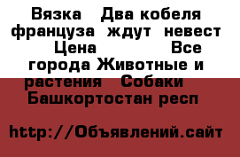  Вязка ! Два кобеля француза ,ждут  невест.. › Цена ­ 11 000 - Все города Животные и растения » Собаки   . Башкортостан респ.